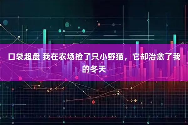 口袋超盘 我在农场捡了只小野猫，它却治愈了我的冬天