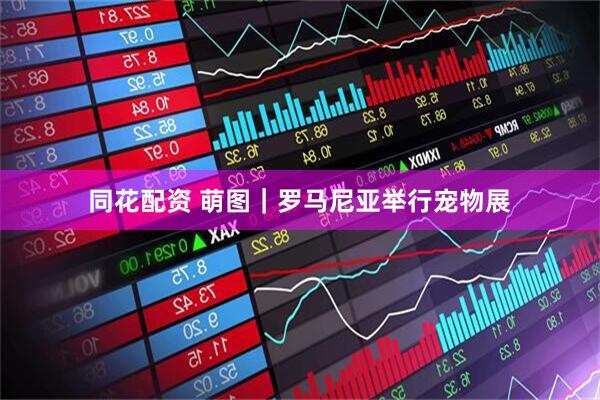 同花配资 萌图｜罗马尼亚举行宠物展